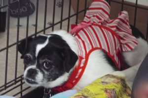 Picture of Candy Cane
