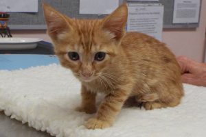 Picture of Caramel
