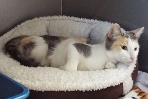 Picture of Charity