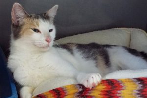 Picture of Charity