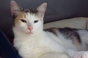 Picture of Charity