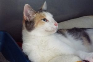 Picture of Charity