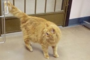 Picture of Dewey