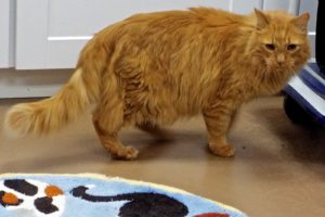 Picture of Dewey