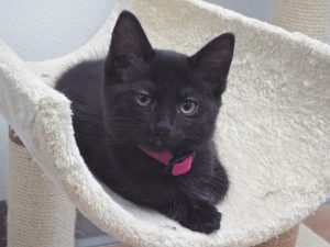 Picture of Fancy