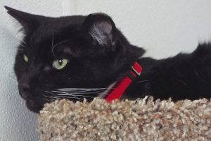 Picture of Fricker