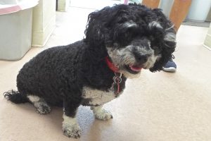 Picture of Gidget
