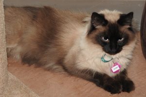 Picture of Ivory