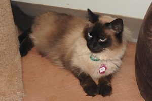 Picture of Ivory
