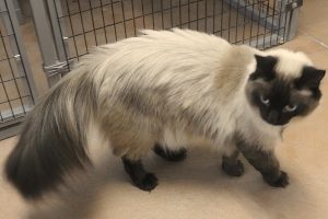 Picture of Ivory