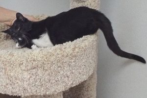 Picture of Jinx