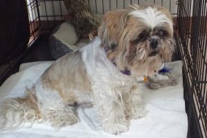 Picture of Lexi