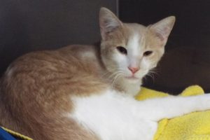 Picture of Lover Boy