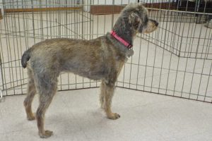 Picture of Miss Daisy