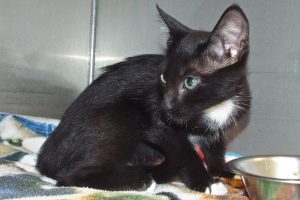 Picture of Pipsqueak