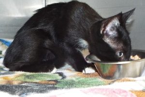Picture of Pipsqueak