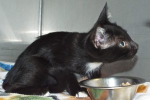 Picture of Pipsqueak