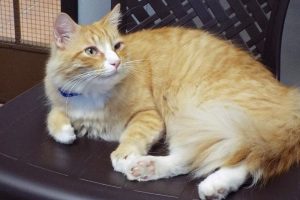 Picture of Punkin