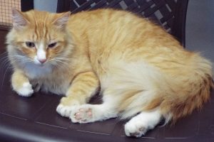 Picture of Punkin