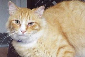Picture of Punkin