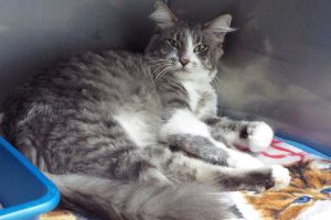 Picture of Sampson