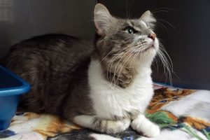 Picture of Sampson