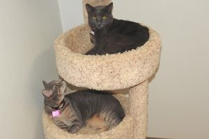 Picture of Smokey