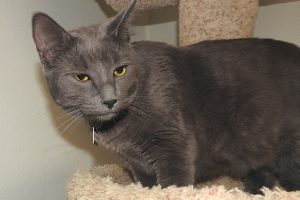 Picture of Smokey