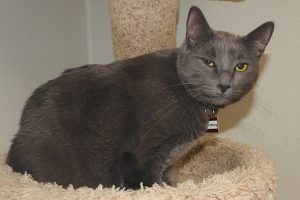 Picture of Smokey