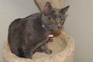 Picture of Smokey
