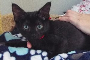 Picture of Carbon