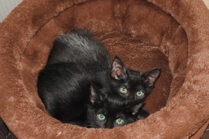 Picture of Charcoal