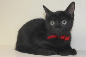 Picture of Charcoal