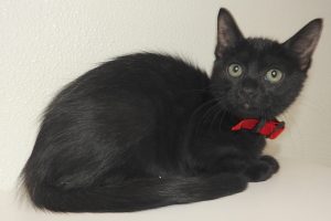 Picture of Charcoal