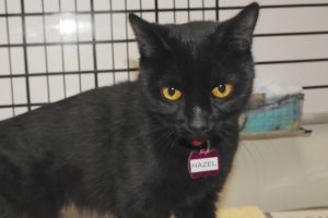 Picture of Hazel
