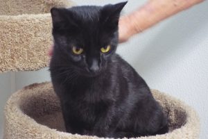 Picture of Hazel
