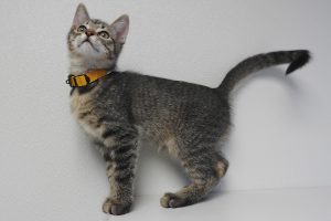 Picture of Journey