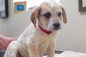 Picture of Pumpkin