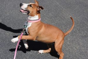 Picture of Sable