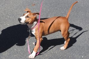 Picture of Sable
