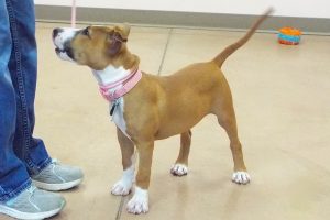 Picture of Sable