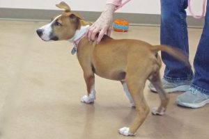 Picture of Sable