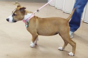 Picture of Sable