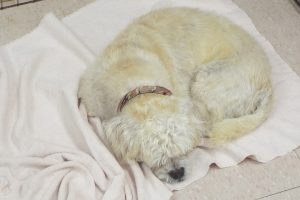 Picture of Sam