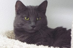Picture of Smokey