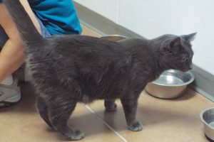 Picture of Smokey