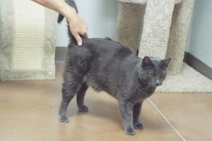 Picture of Smokey
