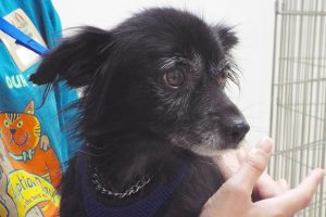 Picture of Teddy