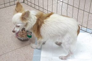 Picture of Yogi
