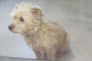 Picture of Banjo